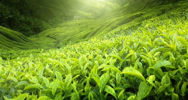 10-unique-experiences-to-enjoy-on-your-honeymoon-in-kerala