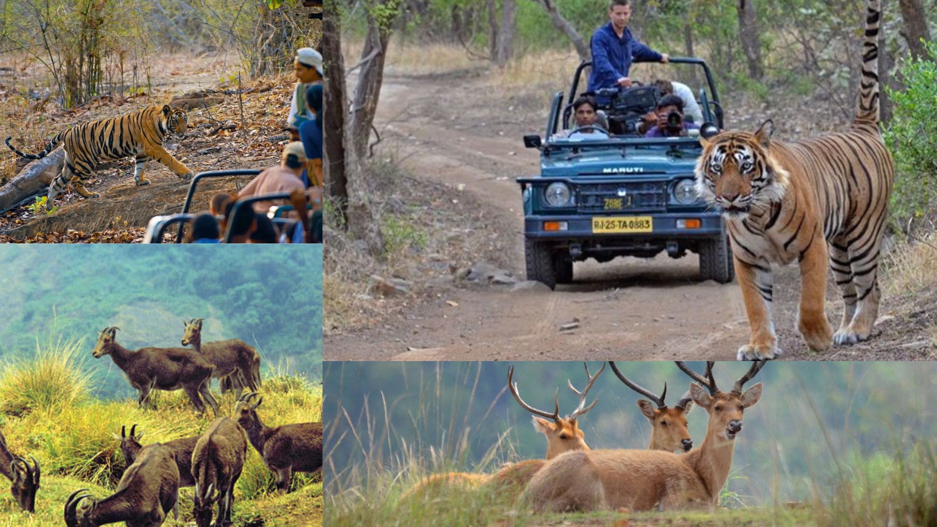 Top 10 Wildlife Sanctuaries In India Safari Trekking Nature More 