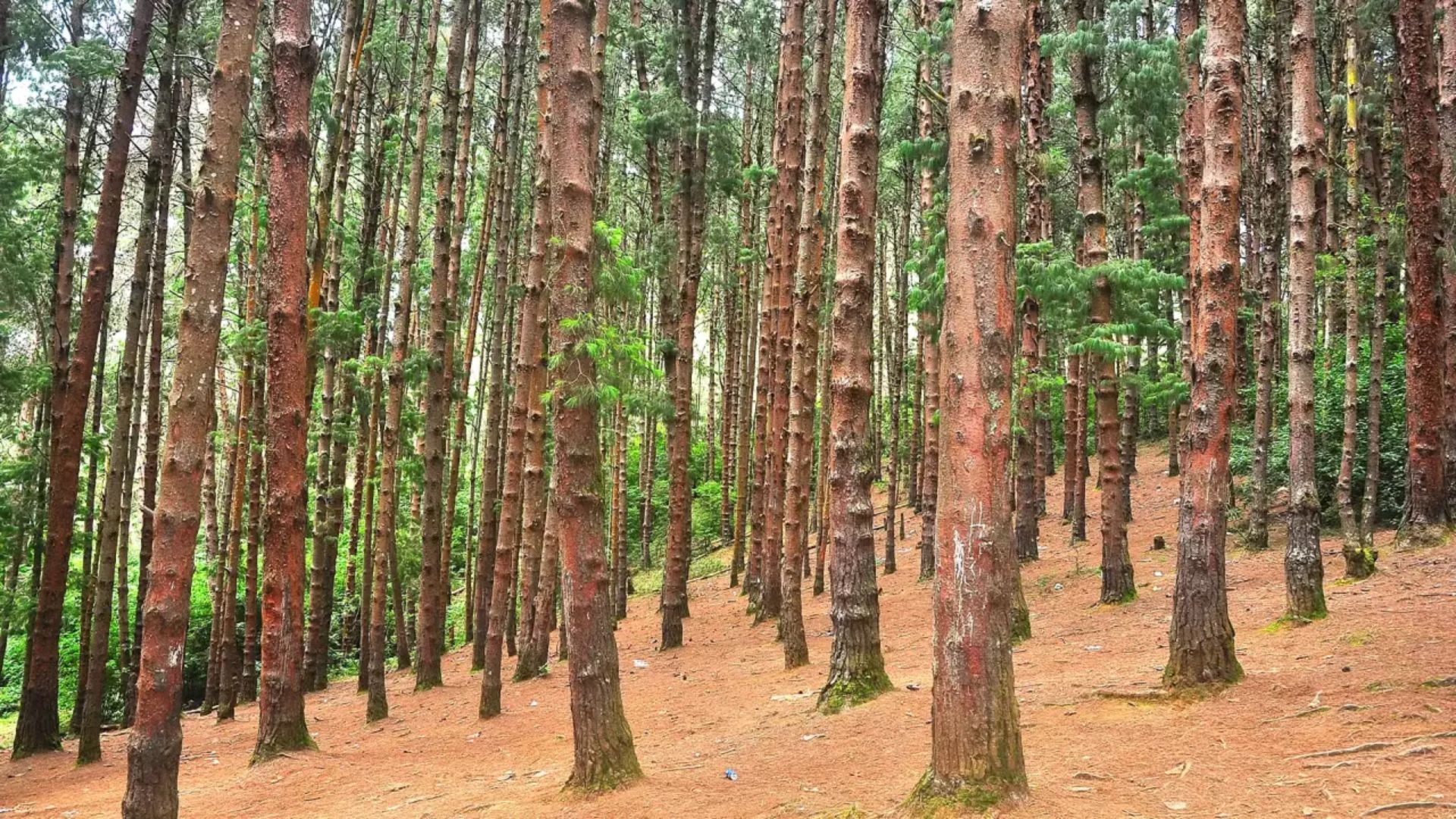 pine-forest-kodaikanal