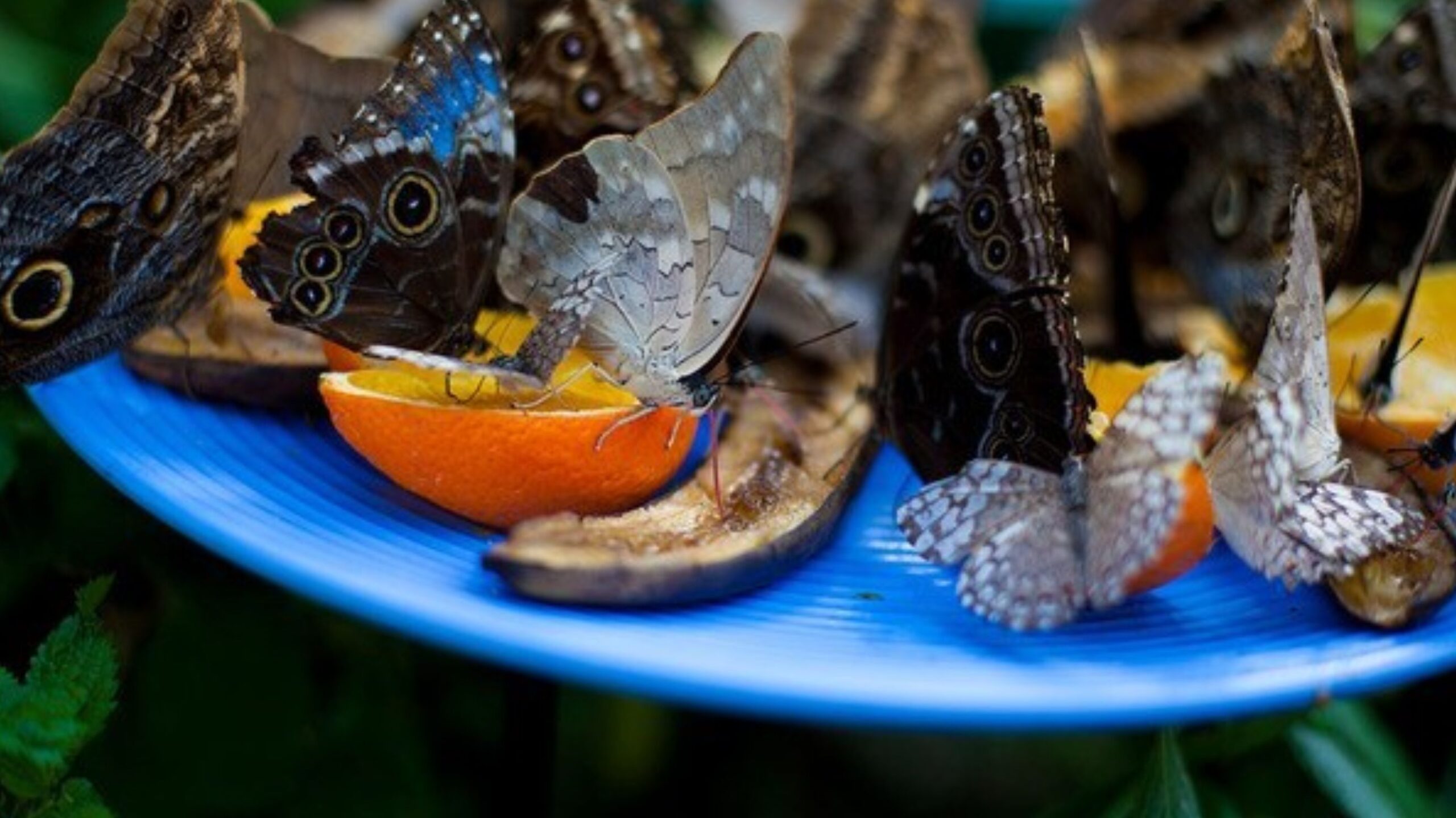 Butterfly-conservatory-of-goa