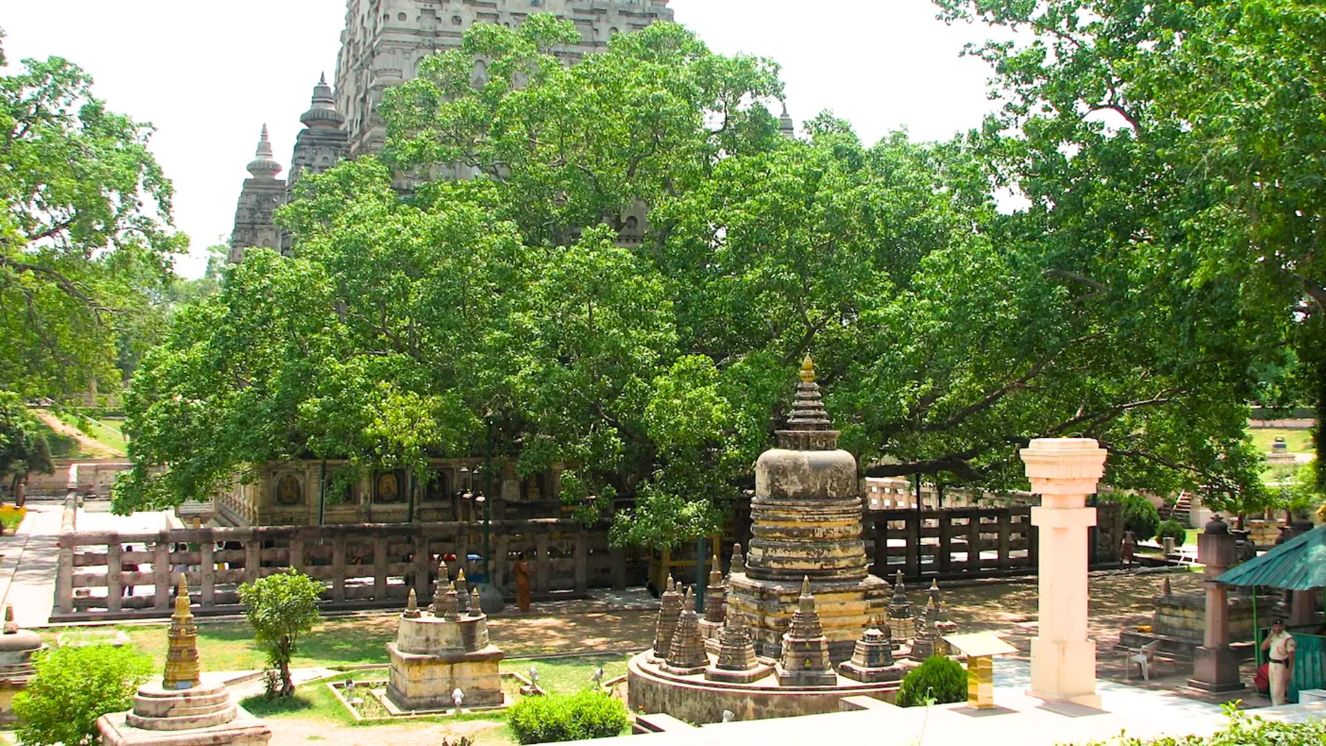 bodhi-tree
