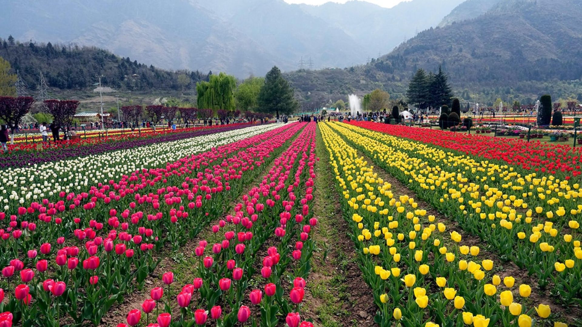 tulip-garden
